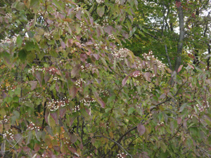 roughleaf dogwood 2